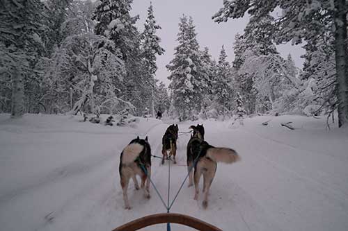 Jhannine Verceles '18, When In Finland ... Go Dog Sledding
