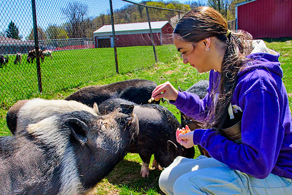 Sophia Duran feeding pigs