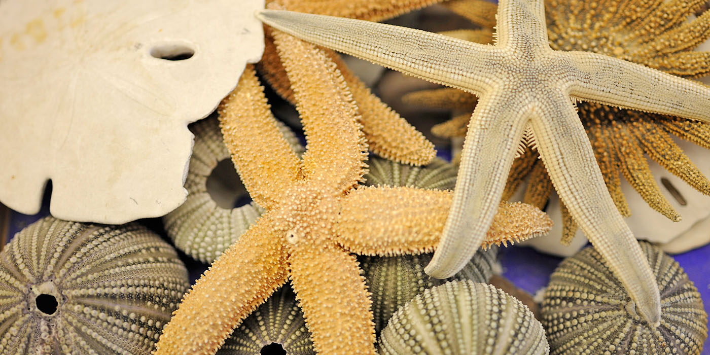 collection of starfish and other marine invertebrates