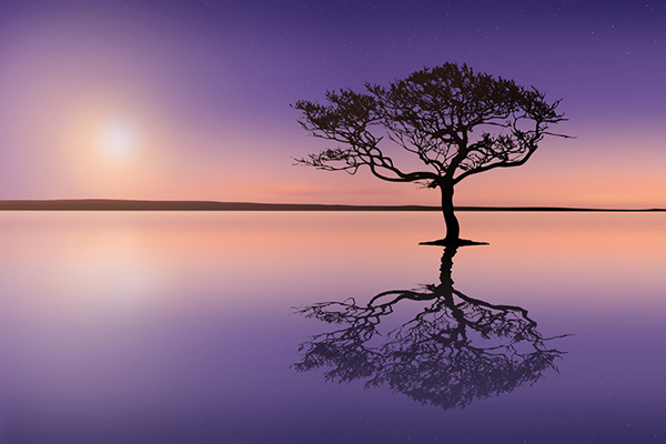 tree reflecting on water at sunset