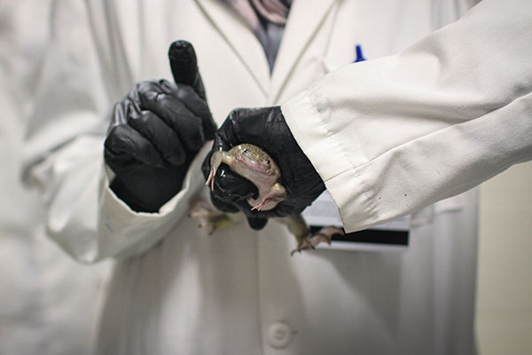 student scientist holding a frog in the lab