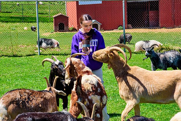 Sophia Duran feeding goats