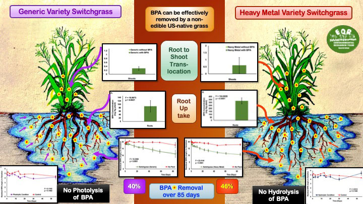 Switchgrass BPA graphic