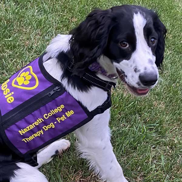 Rosie wearing therapy dog vest
