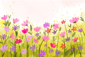 Colorful flowers in a field for summer