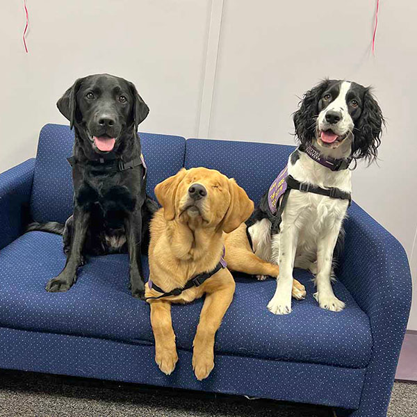 three dogs sitting on a couch