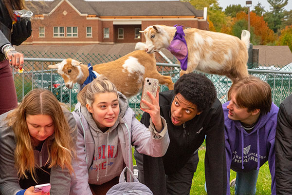 goat walks on students in goat yoga class