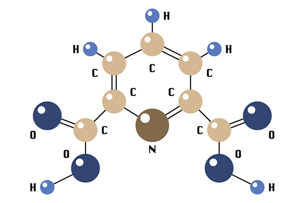 dipicolinic acid molecule