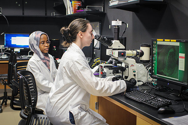student scientists examining cell cultures with a microscope